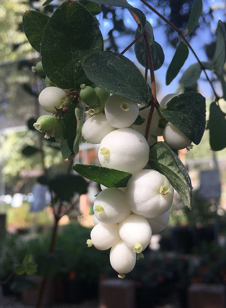Symphoricarpos albus var. laevigatus - Common Snowberry (Plant)