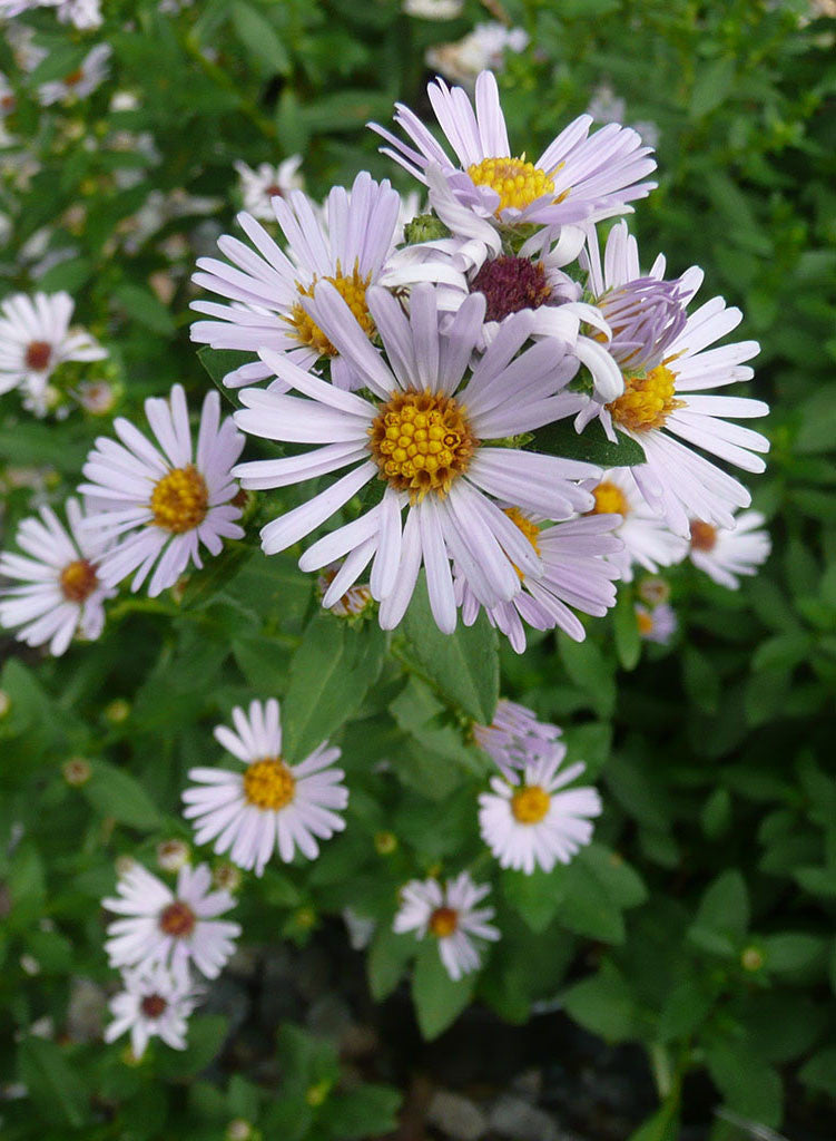 Symphyotrichum chilense - Coast Aster, California Aster, Pacific Aster (Plant)