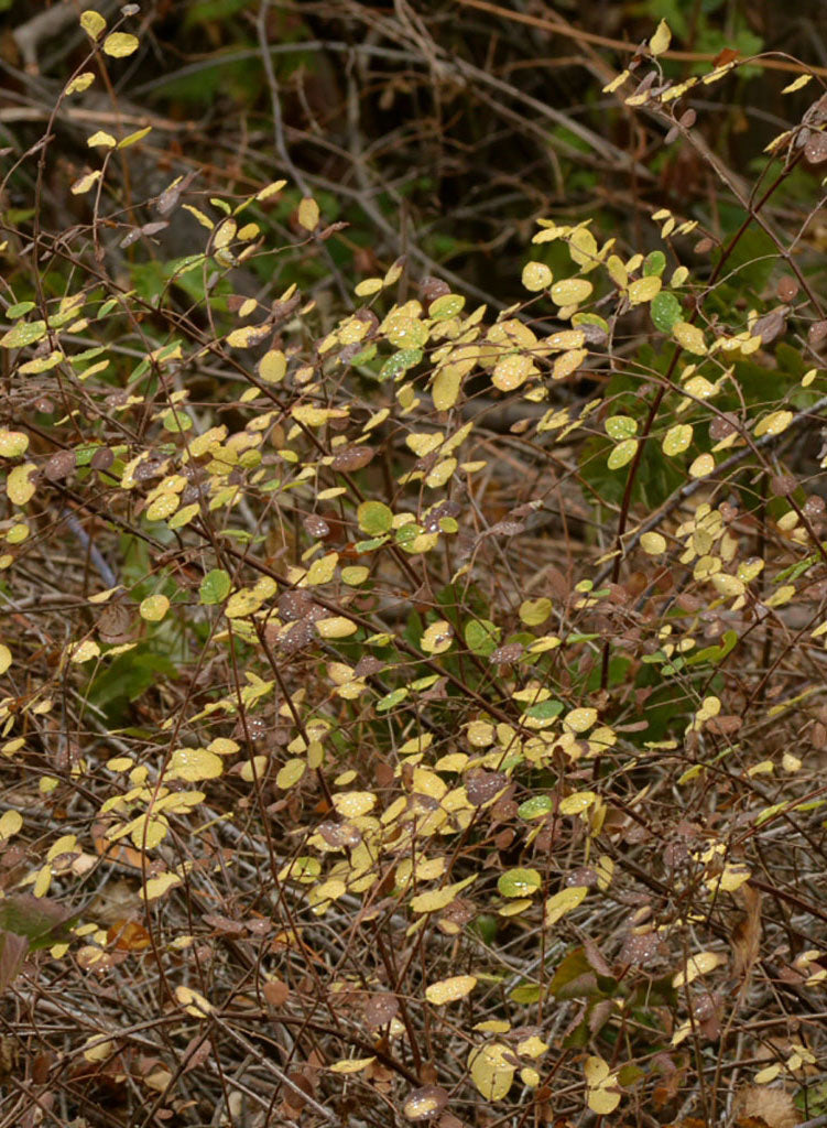 Symphoricarpos mollis - Creeping Snowberry (Plant)