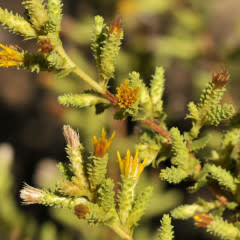 Hazardia squarrosa - Sawtooth Goldenbush (Plant)