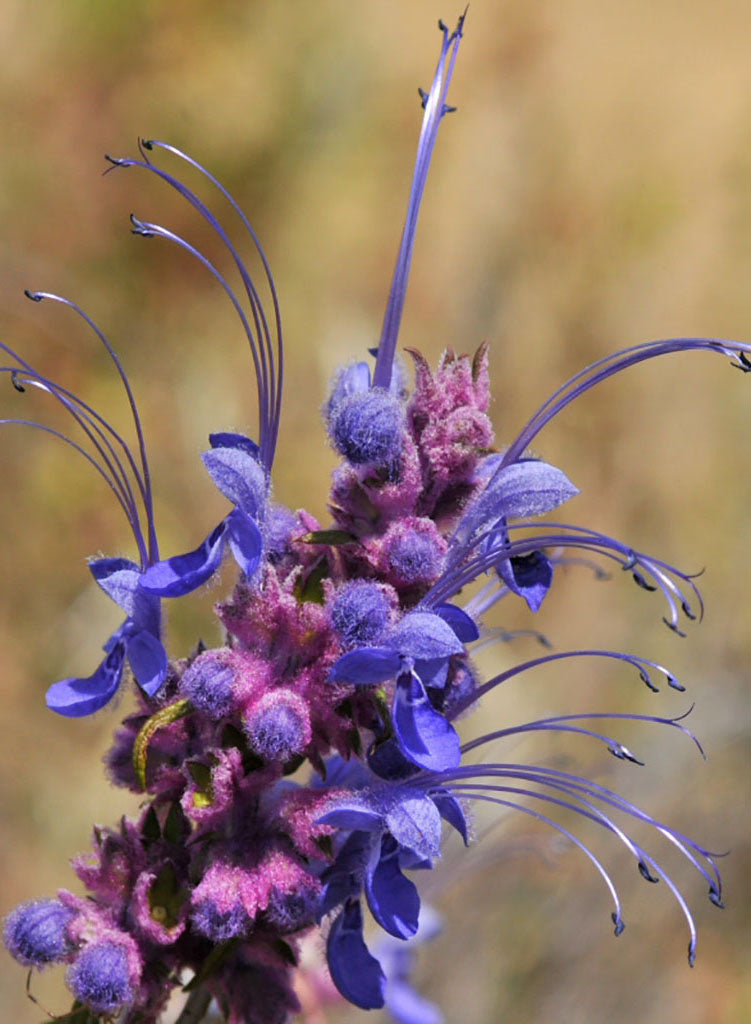Trichostema lanatum - Woolly Blue Curls, Romero (Seed)