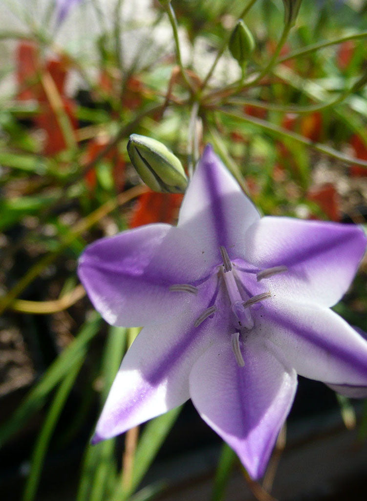 Triteleia laxa 'Rudy' - Rudy Ithuriel's Spear (Plant)