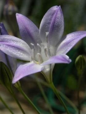 Triteleia laxa 'Corrina' - Corrina Ithuriel's Spear (Bulb)