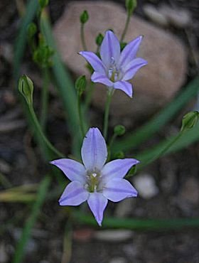 Triteleia laxa 'Rudy' - Rudy Ithuriel's Spear (Bulb)