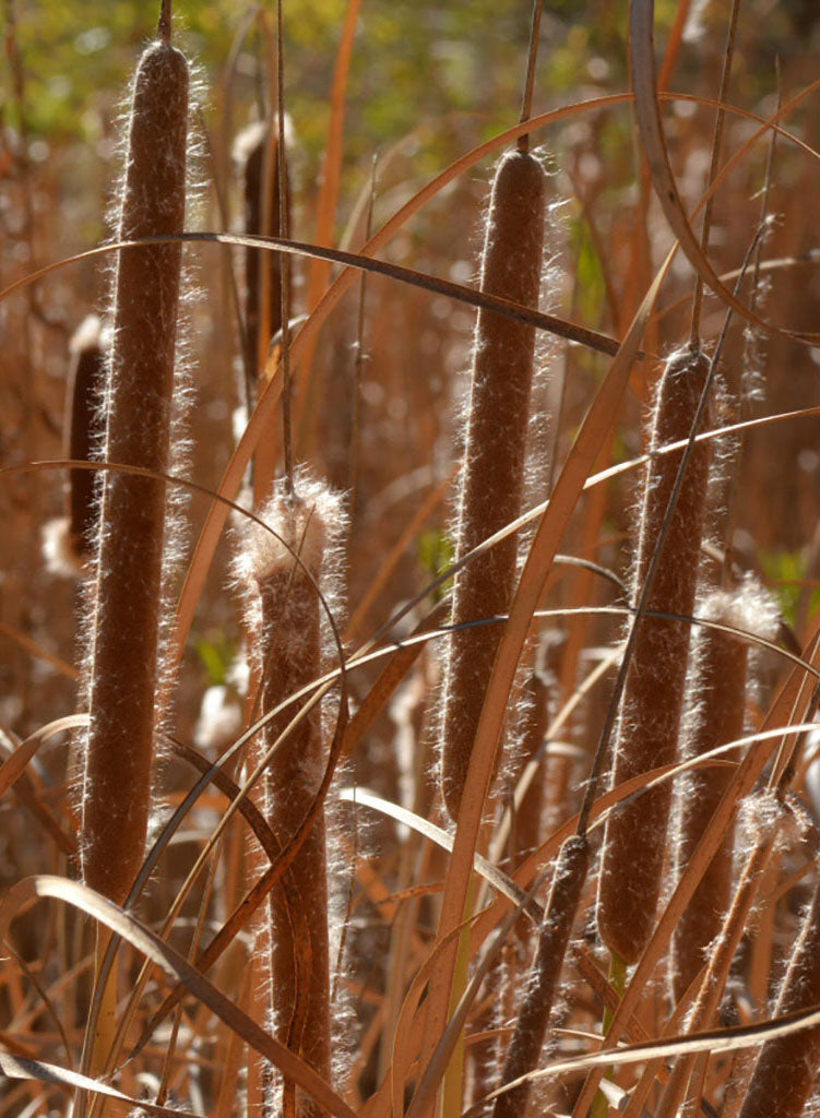 Typlat Rip Typha latifolia - Broad-Leaved Cattail (Plant) – Theodore Payne Foundation