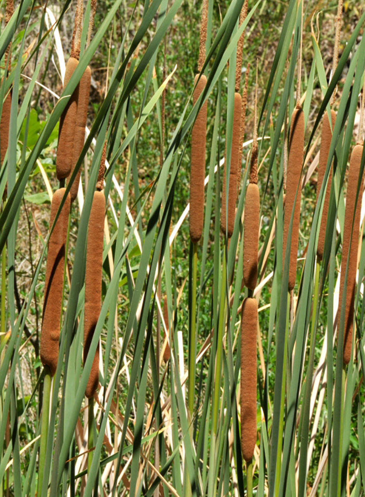 Typlat Rip Typha latifolia - Broad-Leaved Cattail (Plant) – Theodore Payne Foundation