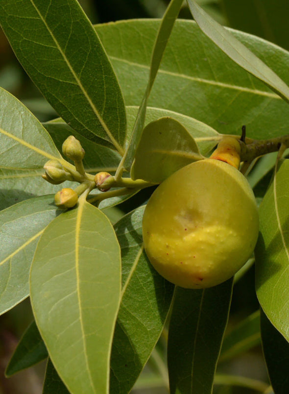 Umbellularia californica - California Bay (Plant) – Theodore Payne ...