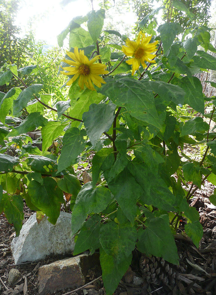 Venegasia carpesioides - Canyon Sunflower (Plant)