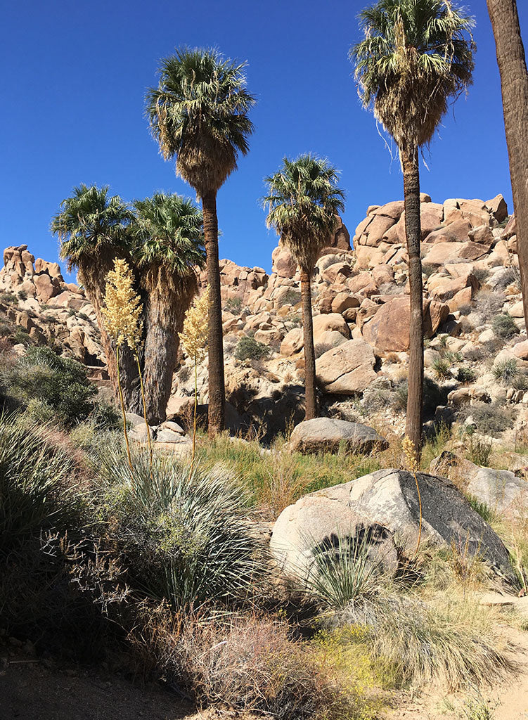 California Desert Palm Trees Palm Trees In The Southern California