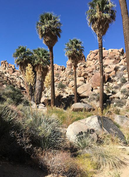 california palm plant Washingtonia filifera