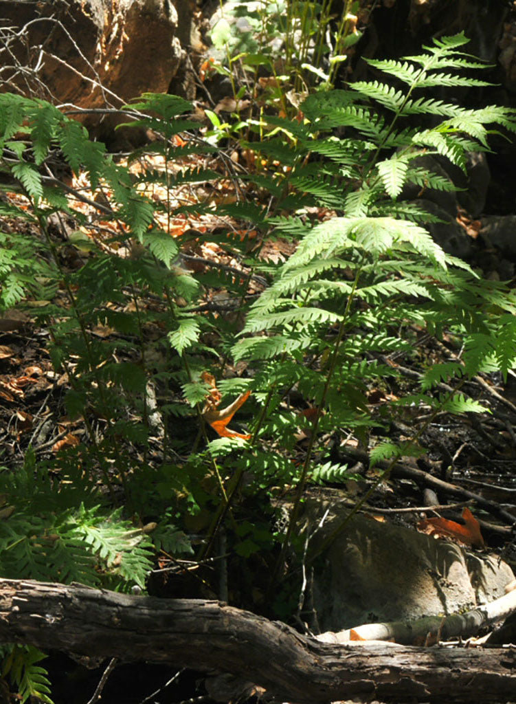 Woodwardia fimbriata - Giant Chain Fern (Plant)