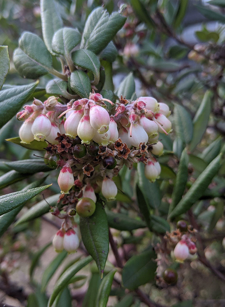 Xylococcus bicolor - Mission Manzanita (Plant)