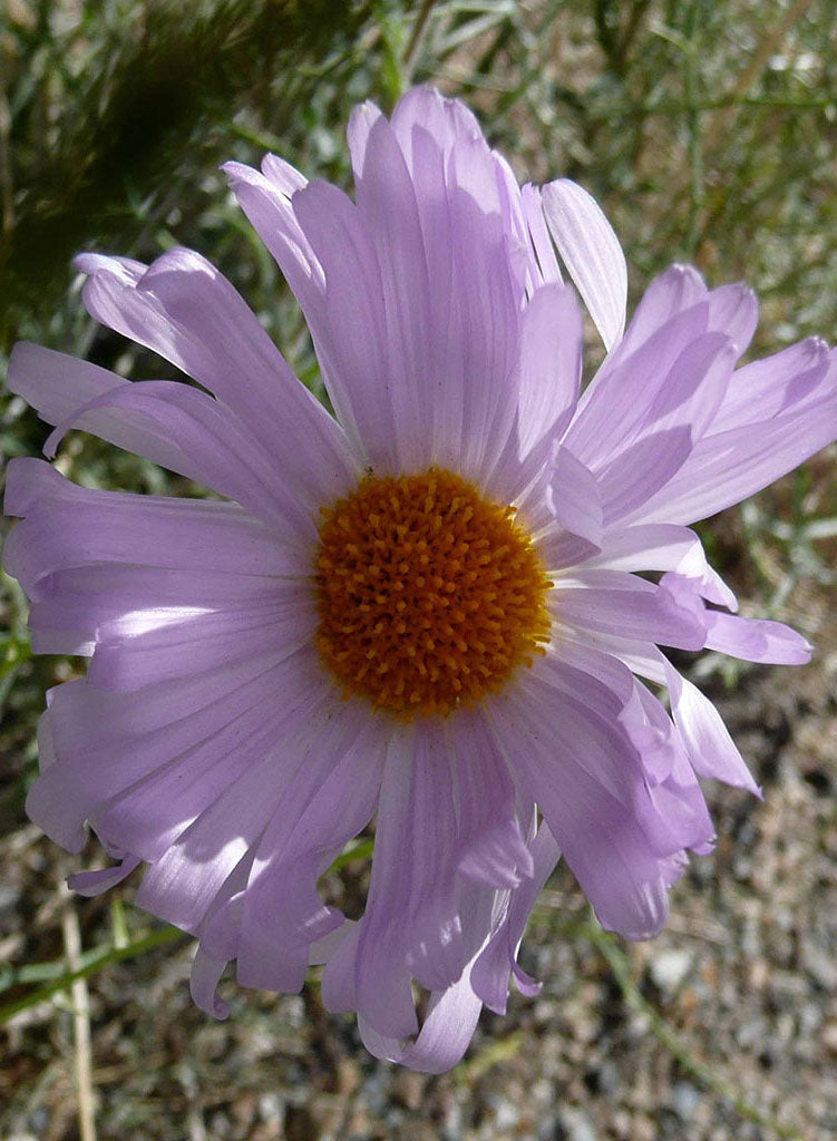 Xylorhiza tortifolia - Desert Aster, Mojave Woodyaster (Plant)