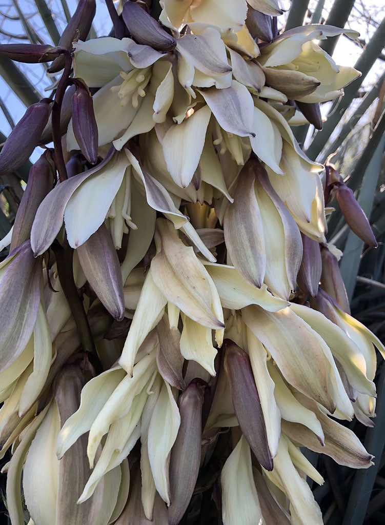 Yucca baccata var. baccata - Spanish Bayonet, Banana Yucca (Plant)