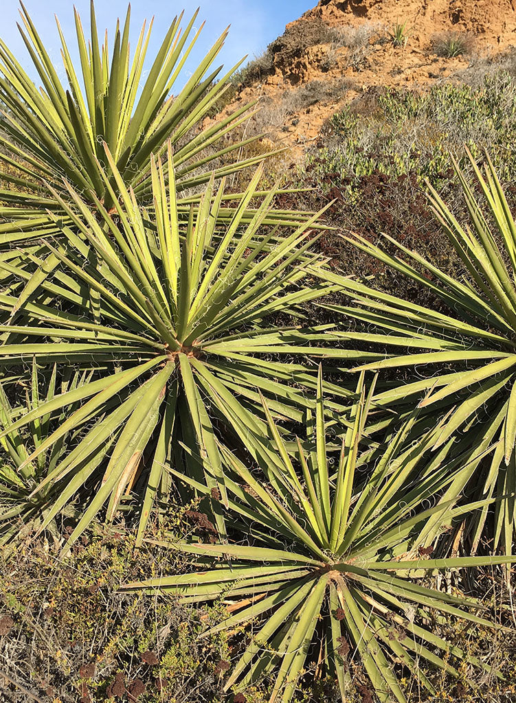 Yucca schidigera - Mojave Yucca (Plant)