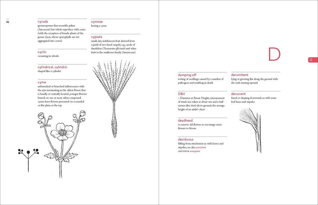 A Botanist's Vocabulary: 1300 Terms Explained and Illustrated