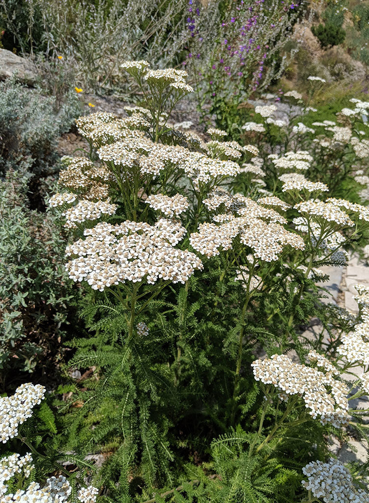 yarrow plant seeds Achillea millefolium (Seed) – Theodore Payne Foundation