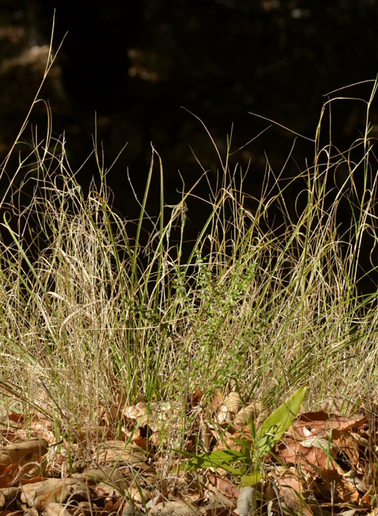 Agrostis pallens - Bent Grass (Seed)
