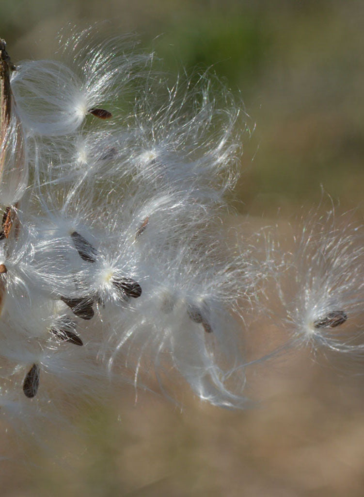 milkweed seeds from plant Asclepias fascicularis