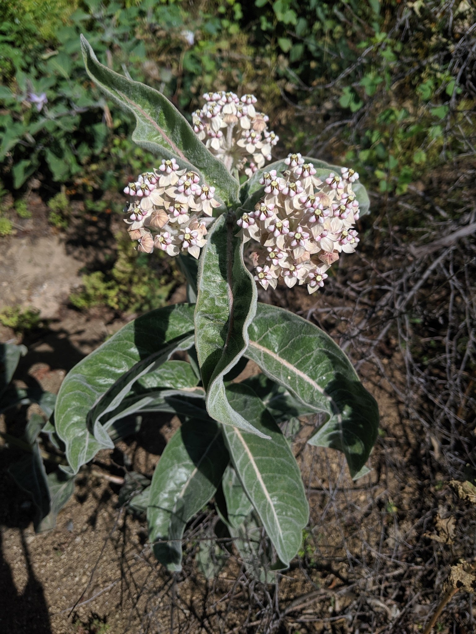 Asclepias eriocarpa - Kotolo or Indian Milkweed (Seed)