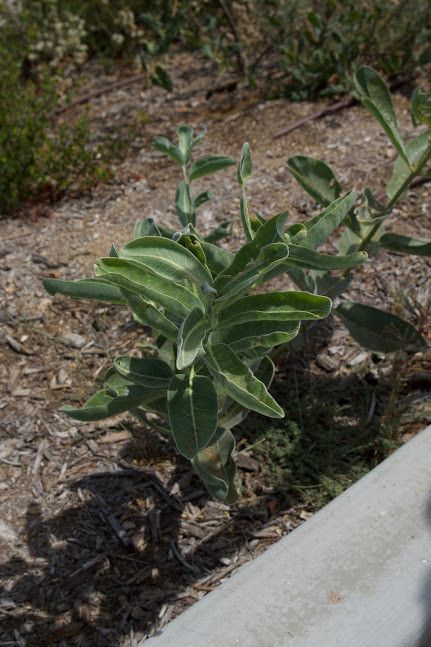 Asclepias eriocarpa - Kotolo or Woolypod Milkweed (Seed)