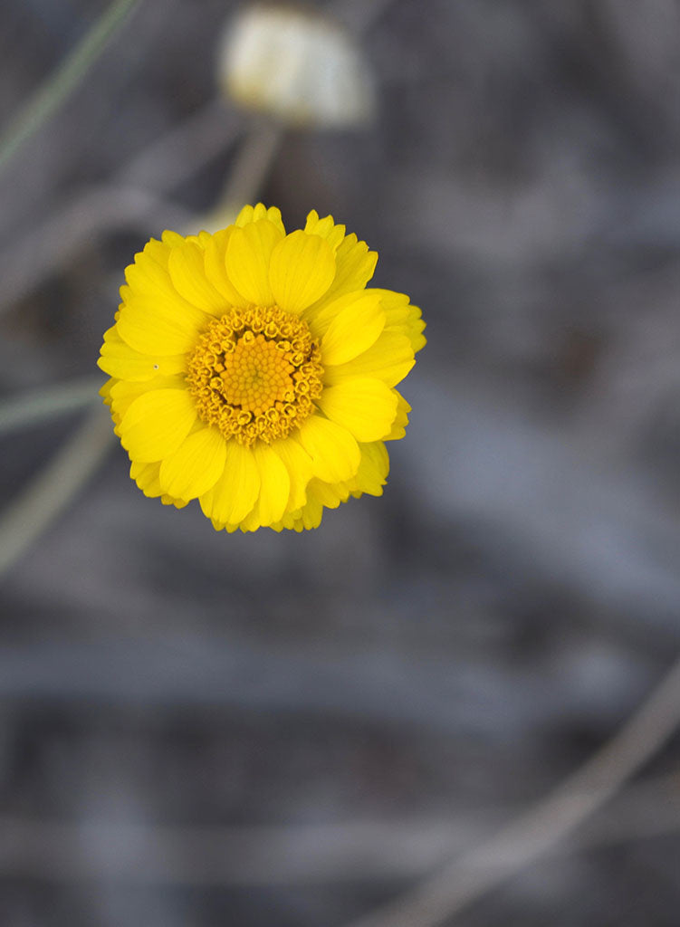 desert marigold seeds Baileya multiradiata