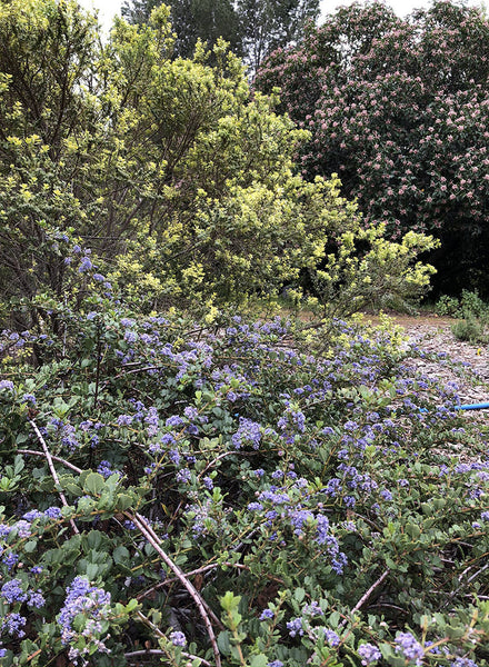 anchor plants Ceanothus gloriosus 'Anchor Bay'