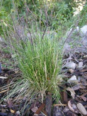 Deschampsia elongata - Slender Hairgrass (Seed)