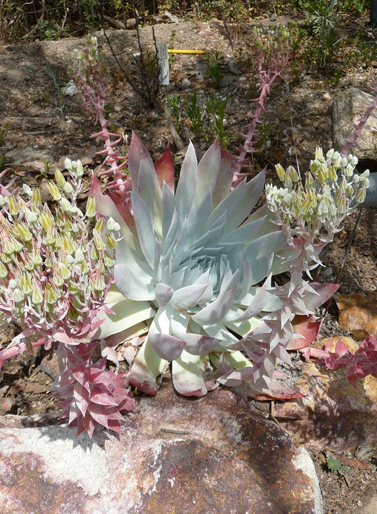 Dudleya brittonii - Britton's Dudleya (Plant)