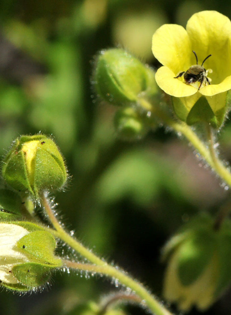 Emmenanthe penduliflora - Whispering Bells (Seed)