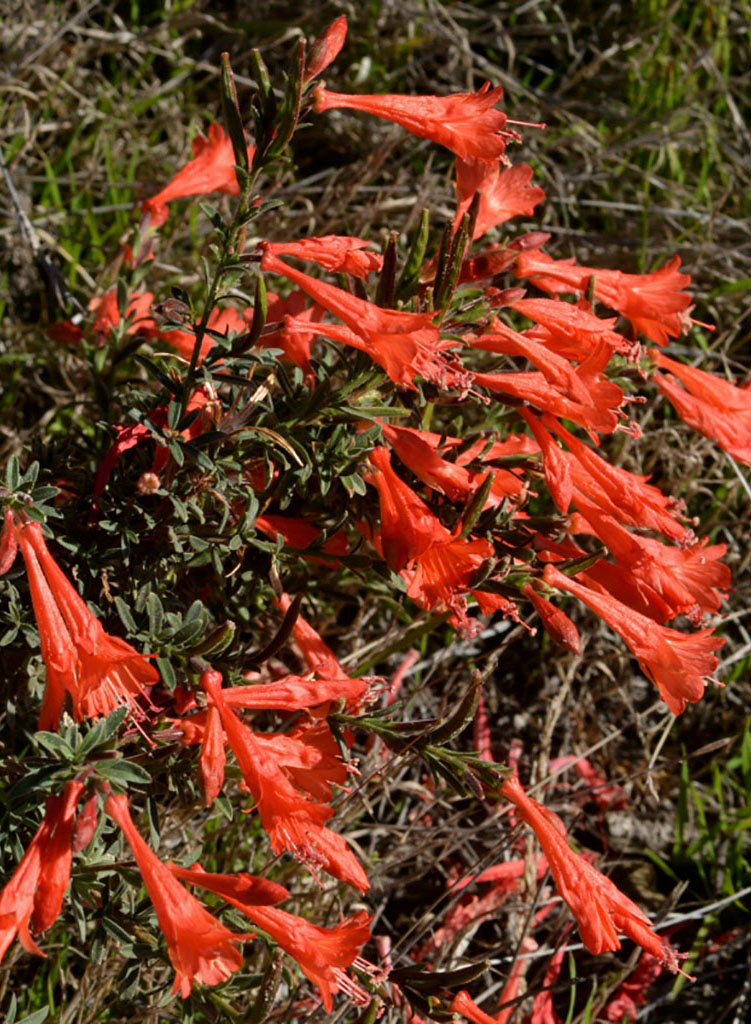 Epilobium canum - California Fuschia, Hummingbird Trumpet (Plant)