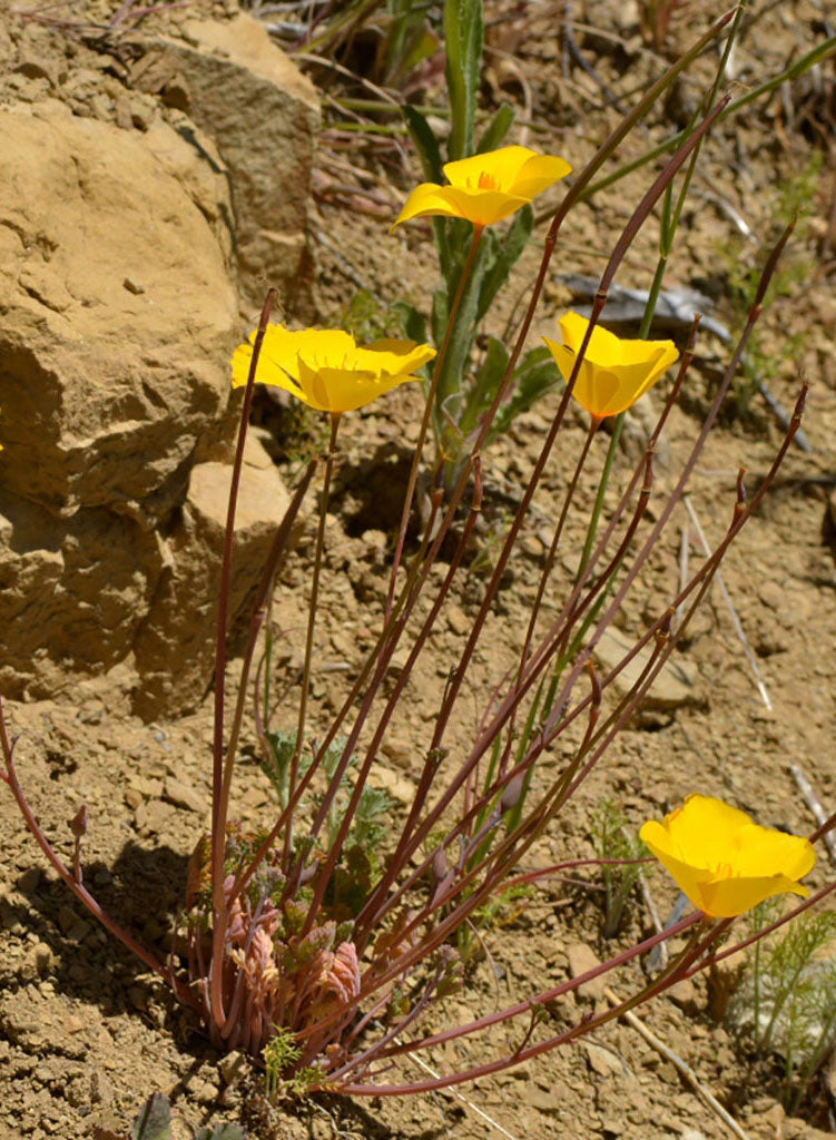 Eschscholzia caespitosa - Foothill Poppy, Tufted Poppy (Seed)