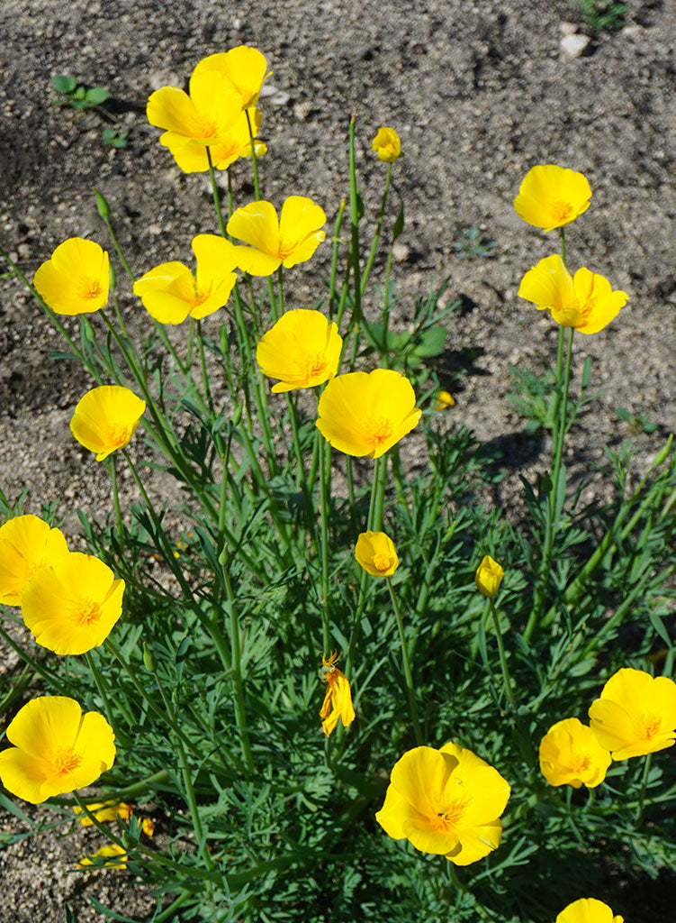 Eschscholzia caespitosa - Foothill Poppy, Tufted Poppy (Seed)