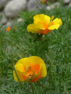 Eschscholzia californica var. maritima - Coastal California Poppy (Seed)