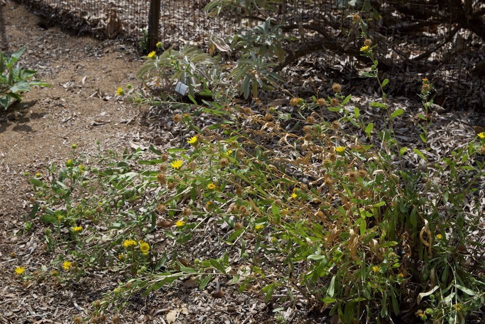 Grindelia camporum - Common Gumplant, Great Valley Gumweed (Seed)