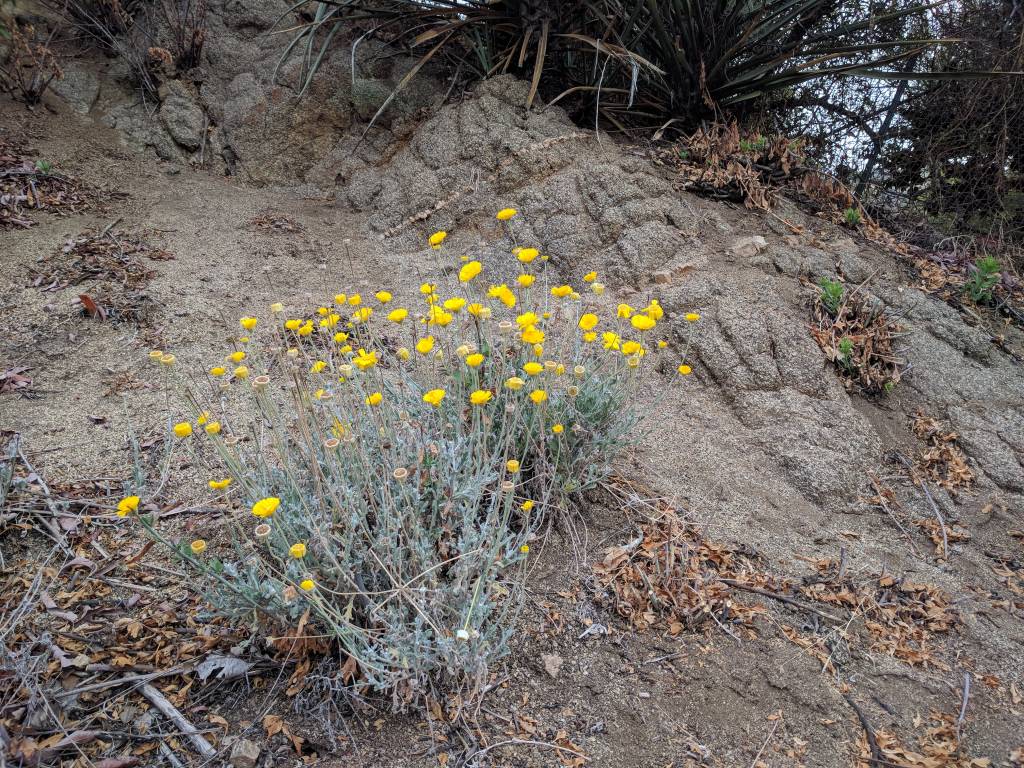 desert marigold seeds Baileya multiradiata