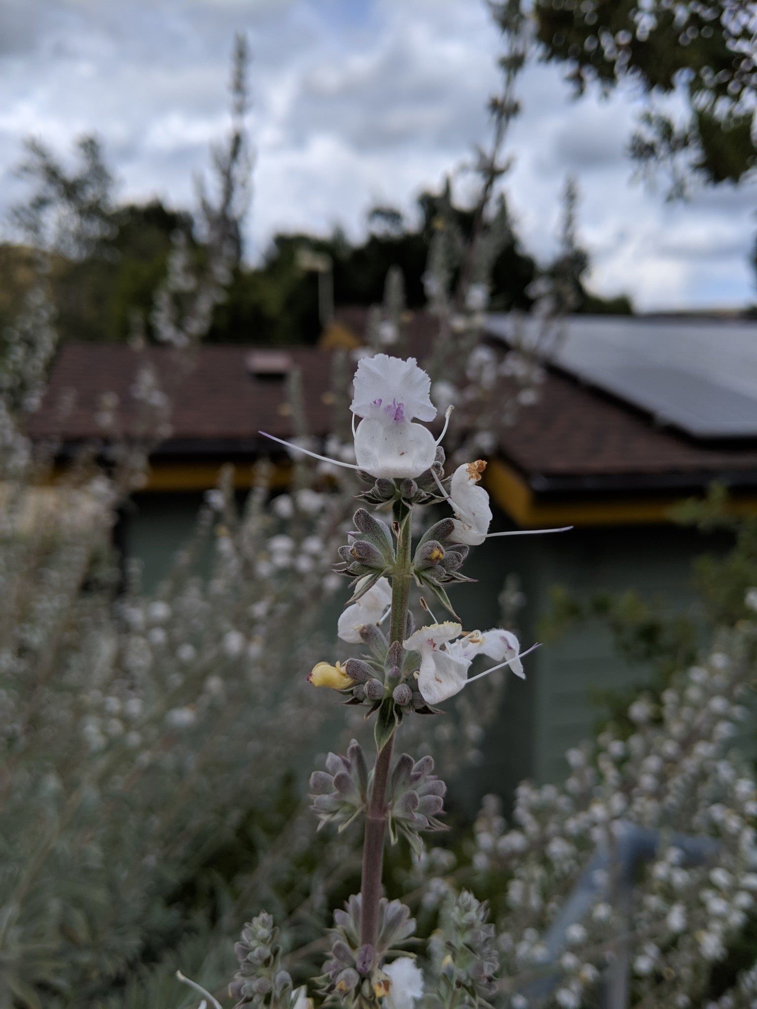 Salvia apiana - White Sage (Seed)
