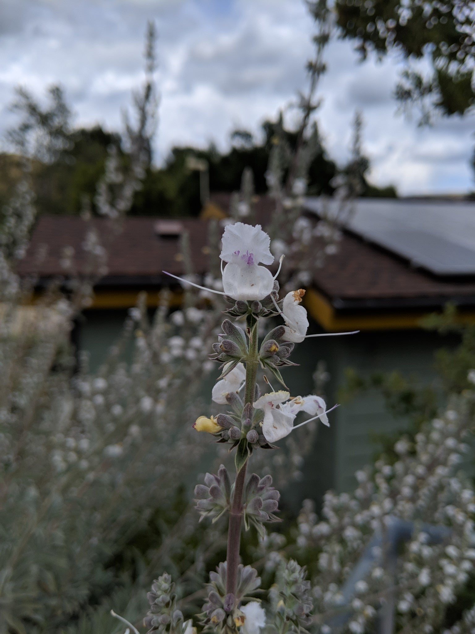 thumbnail image 2 of White Sage Cultivated - Regenerative Organic Certified® - Oshala Farm 2 of 11