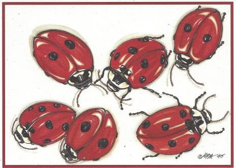 Ladybugs - Box of 8
