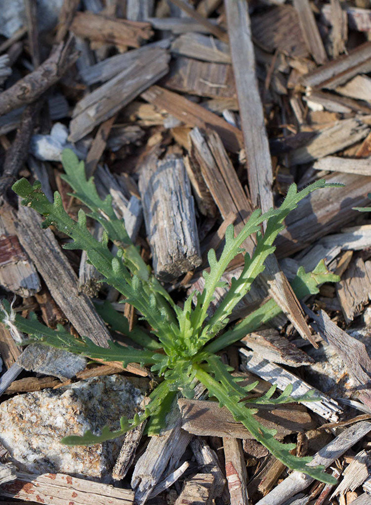 Layia platyglossa - Tidy Tips (Seed)