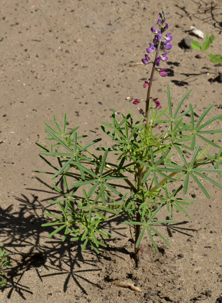 Lupinus truncatus - Collared Annual Lupine (Seed)