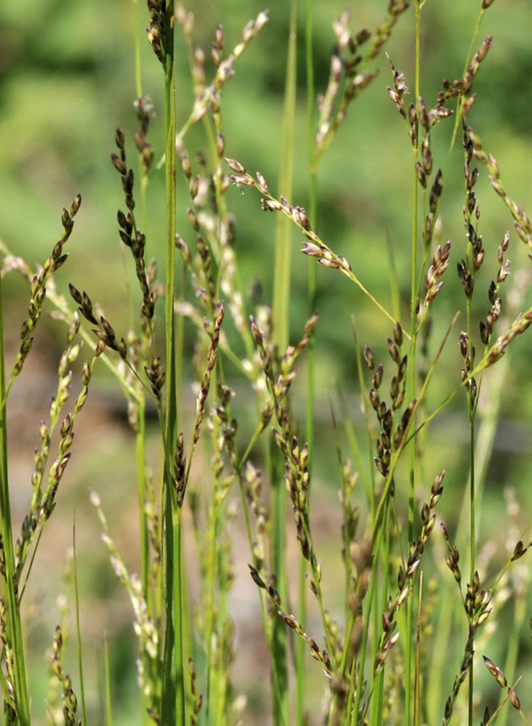 Melica imperfecta - Oniongrass, Small-Flowered Melic (Seed)