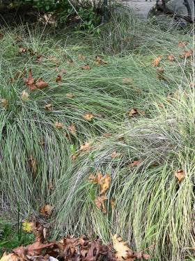 Muhlenbergia rigens - Deergrass (Seed)
