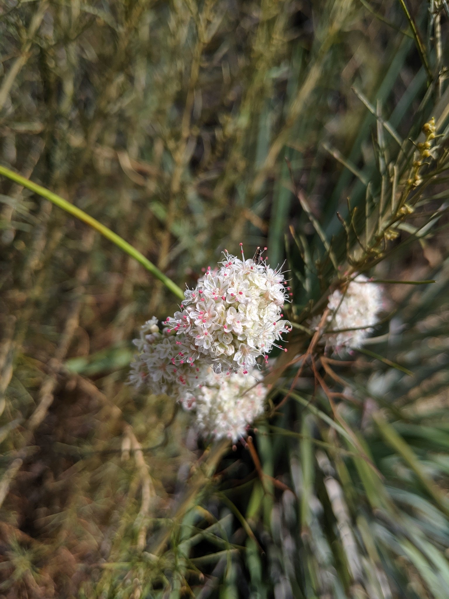 Eriogonum fasciculatum - California Buckwheat (Seed)