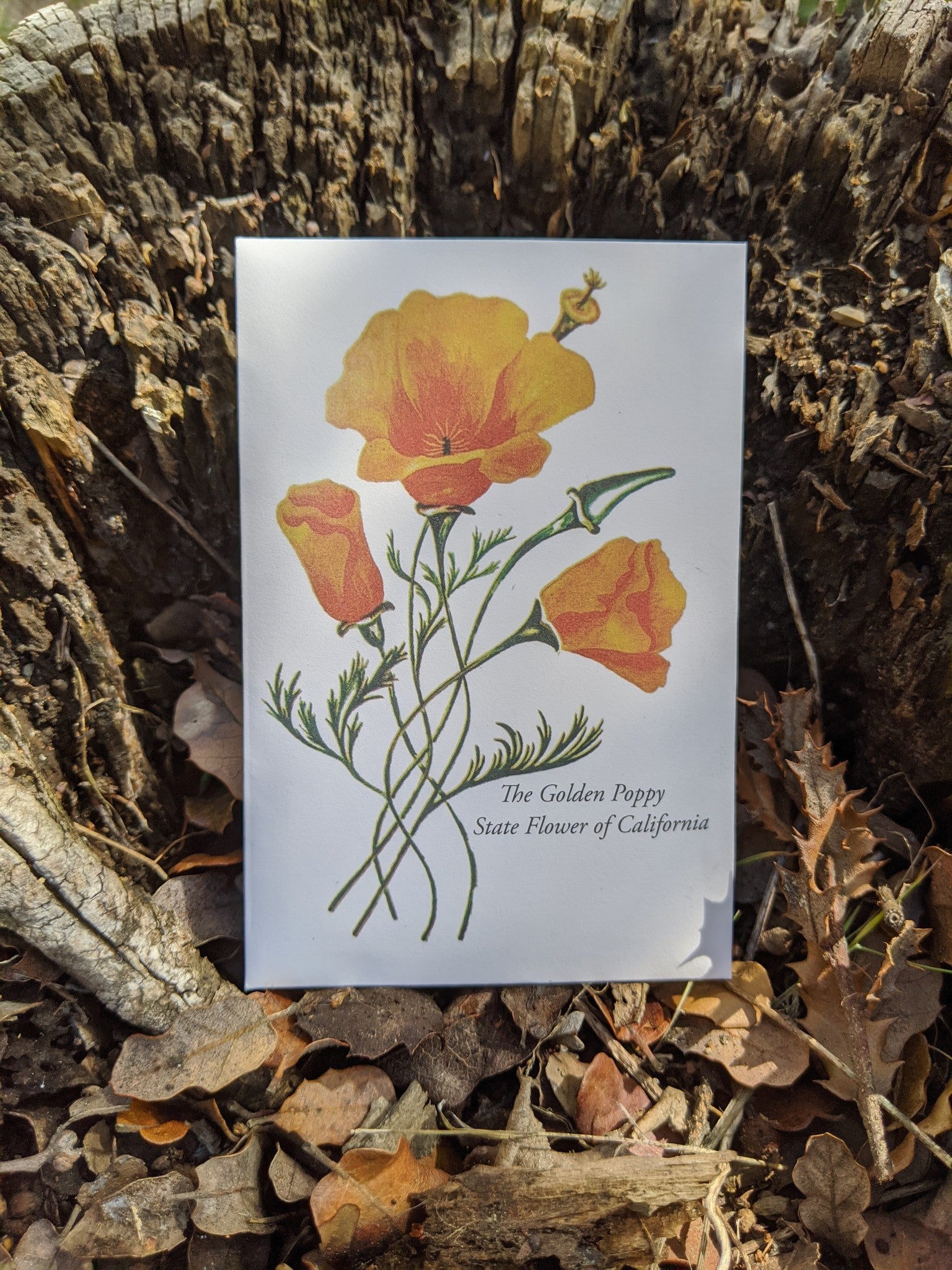 Eschscholzia californica - California Poppy (Seed)