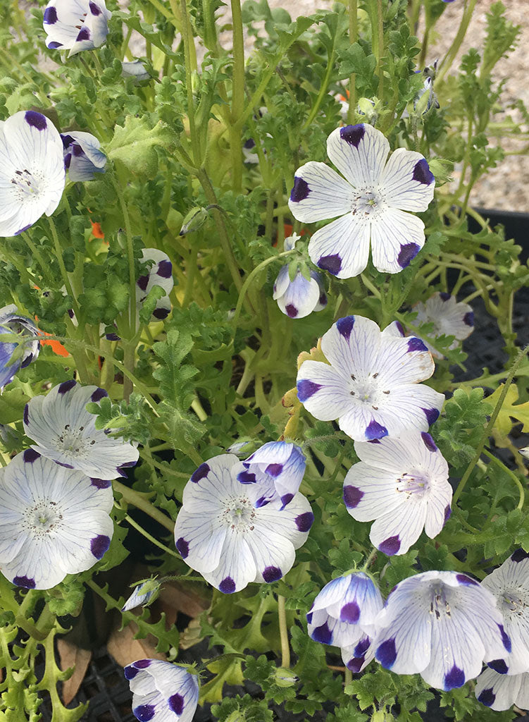 nemophila flower seeds Nemophila maculata