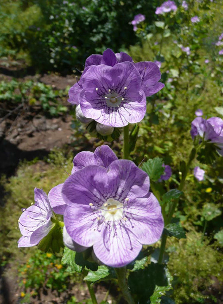 giant geranium seeds Phacelia grandiflora