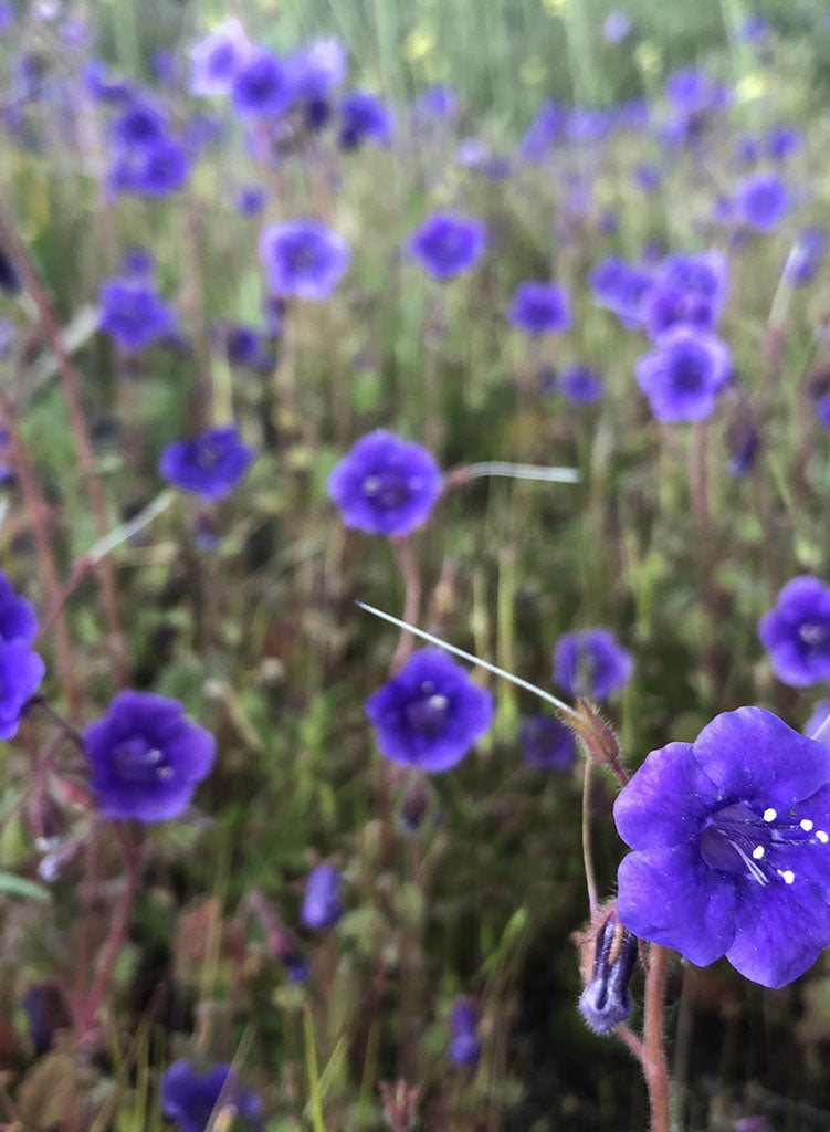 Phacelia minor - Canterbury Bells (Seed)