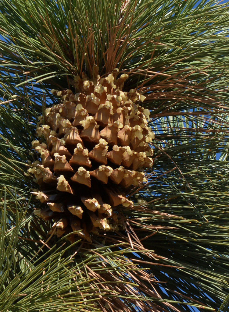 Pinus coulteri - Coulter Pine, Big Cone Pine, Bull Pine, Pitch Pine (Seed)