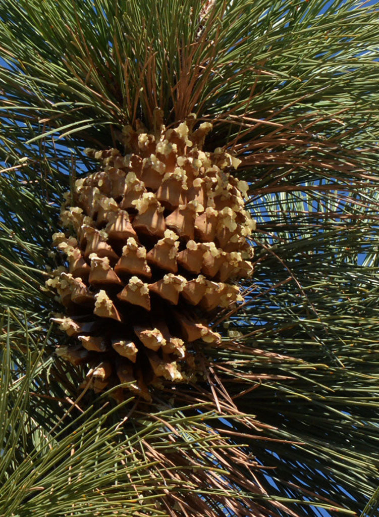 planting pine cone seeds Pinus coulteri
